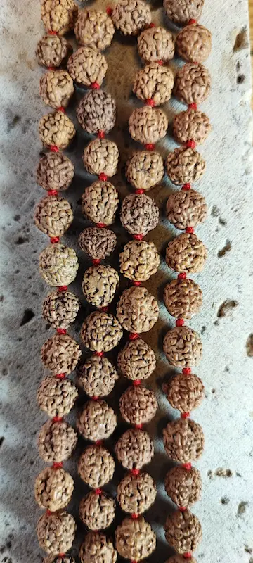 تصویر از نزدیک دانه رودراکشا مالا شناسنامه دار ۱۰۸ عددی ۵ موخی 
