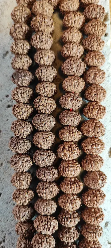 تصویر از نزدیک دانه رودراکشا شناسنامه دار ۱۰۸ عددی  ۸ موخی