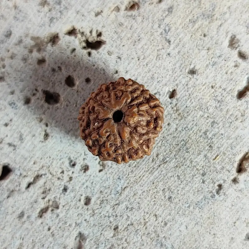 تصویر از جلو رودراکشا تک مهره شناسنامه دار نپالی ۱۱ موخی