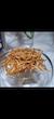  پیاز داغ خلالی و نگینی