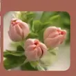 قالب سیلیکونی غنچه لاله روسی
