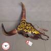 جمجمه گاو نقاشی طرح اسلیمی