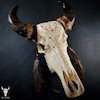جمجمه گاو میش حکاکی طرح ماگلاژ
