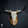 جمجمه طبیعی گاو هندی غول پیکر