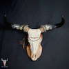 جمجمه طبیعی گاو هندی غول پیکر