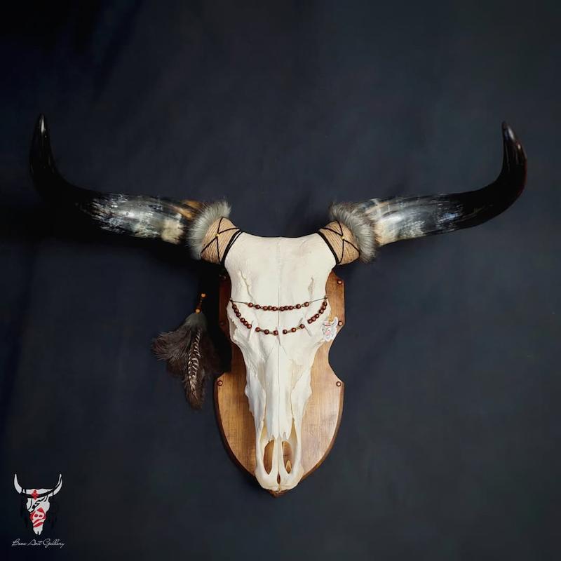 جمجمه طبیعی گاو هندی غول پیکر