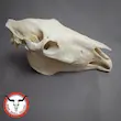 جمجمه طبیعی اسب جوان