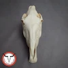 جمجمه طبیعی اسب جوان