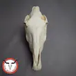 جمجمه طبیعی اسب جوان