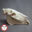 جمجمه طبیعی اسب جوان
