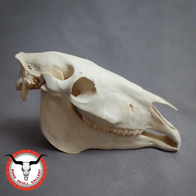 جمجمه طبیعی اسب جوان