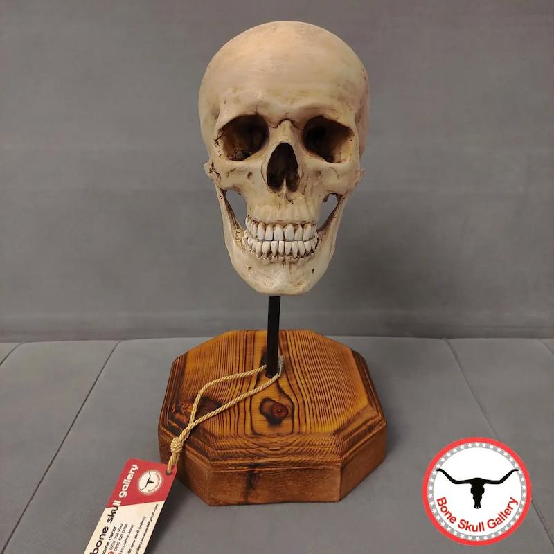 جمجمه انسان طرح متفکر