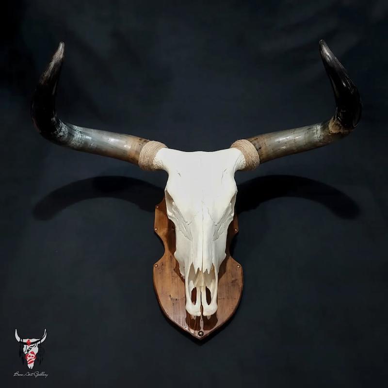 جمجمه طبیعی گاو هندی کینگ سایز