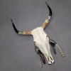 جمجمه گاو شاخ بلند
