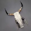 جمجمه گاو شاخ بلند