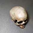 جمجمه انسان طرح کهنه کاری