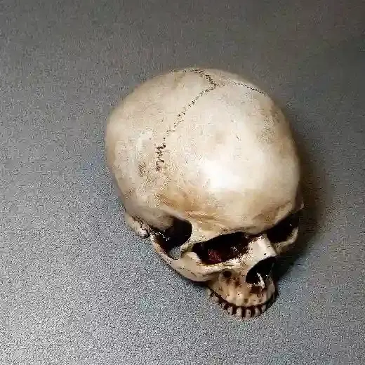 جمجمه انسان طرح کهنه کاری