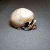 جمجمه انسان طرح کهنه کاری
