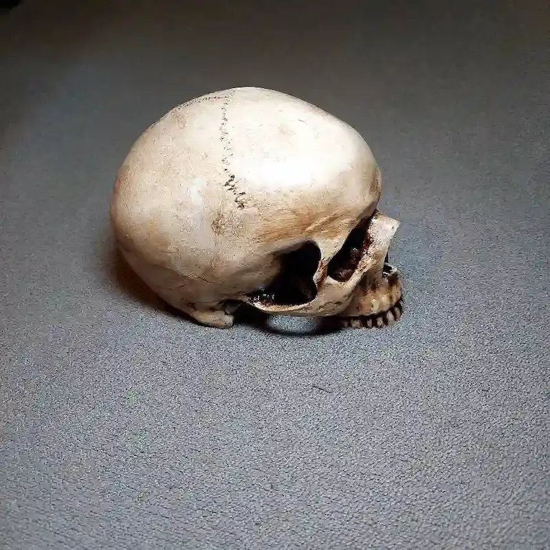 جمجمه انسان طرح کهنه کاری