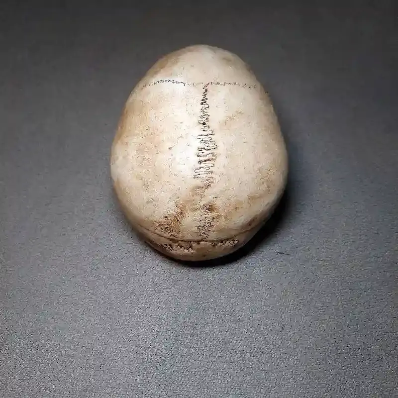 جمجمه انسان طرح کهنه کاری
