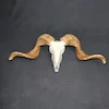 جمجمه قوچ ساده شاخ بلند