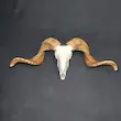جمجمه قوچ ساده شاخ بلند