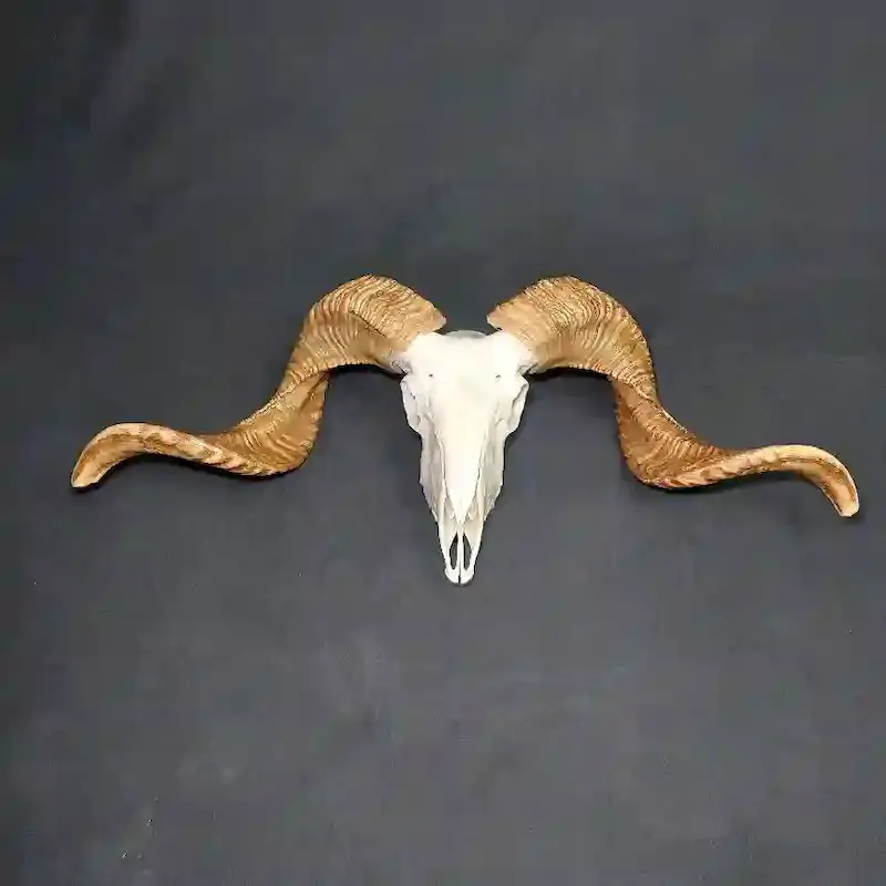 جمجمه قوچ ساده شاخ بلند