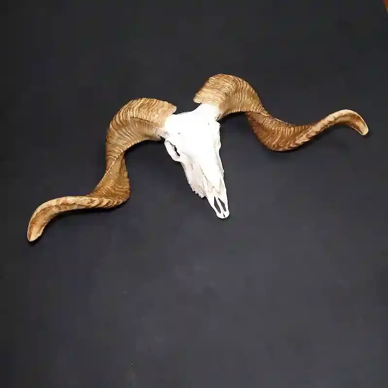 جمجمه قوچ ساده شاخ بلند