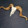 جمجمه قوچ ساده شاخ بلند