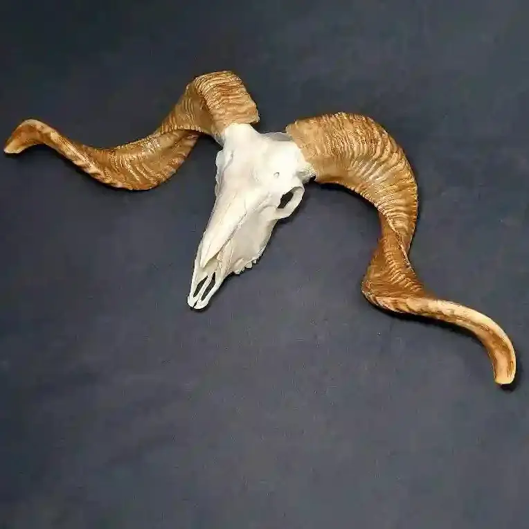 جمجمه قوچ ساده شاخ بلند