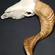 جمجمه قوچ ساده شاخ بلند