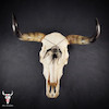 جمجمه گاو هندی اَبر سایز