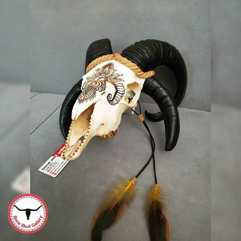 جمجمه قوچ نقاشی چهار شاخ کمیاب