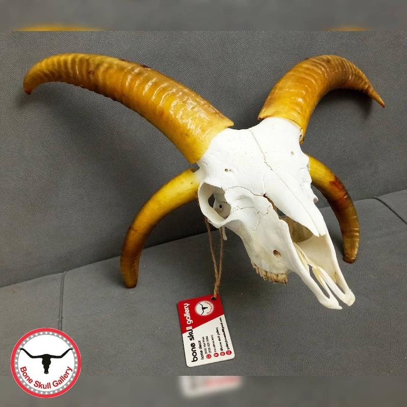 جمجمه قوچ چهار شاخ کمیاب