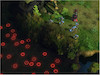 بازی کامپیوتر StarCraft II: Wings of Liberty