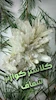کلاستر کوارتز شفاف