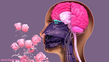 حافظه بویایی چیست و چگونه می‌توان قدرت تشخیص رایحه‌ها را افزایش داد؟