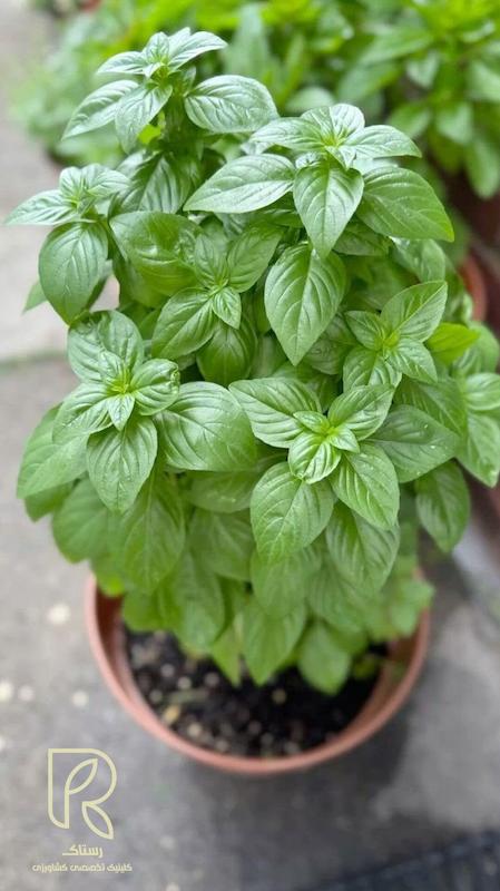 بذر ریحان سبز 20گرمی
