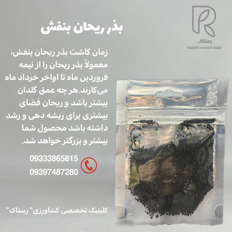 بذر ریحان بنفش