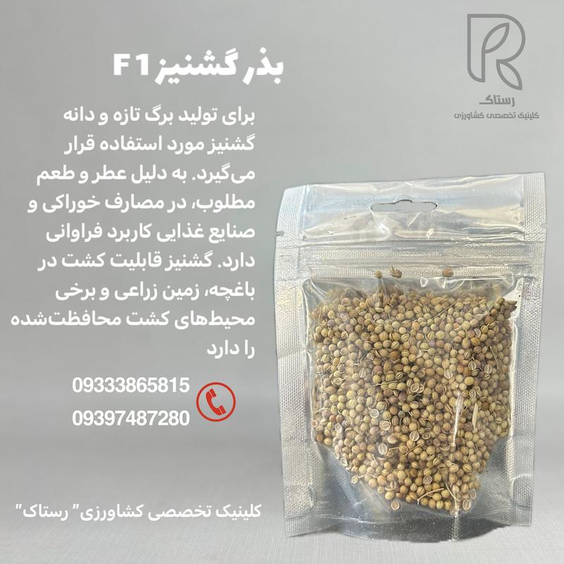 بذر گشنیزF1