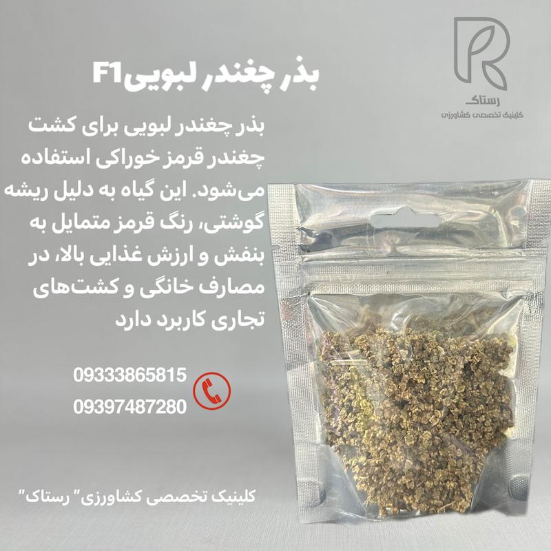 بذر چغندر لبویی F1