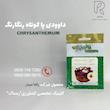 داوودى پا كوتاه رنگارنگ 