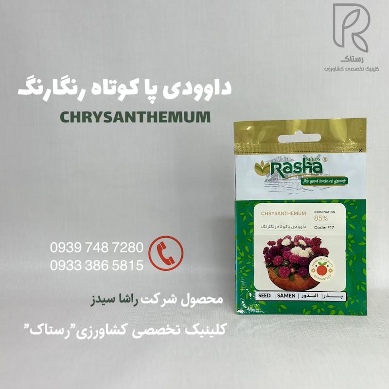 داوودى پا كوتاه رنگارنگ 