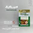 لادن رنگارنگ 