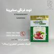 توت فرنگی سابرینا
