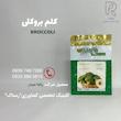 کلم بروکلی