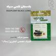 بادمجان قلمی سیاه