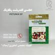 اطلسی گلدرشت رنگارنگ