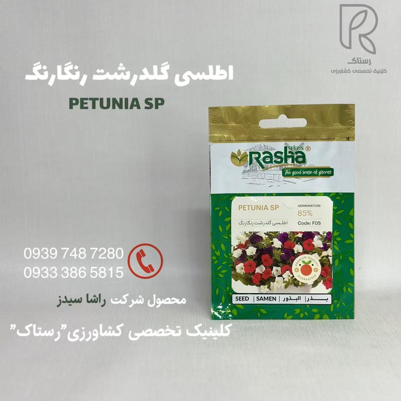 اطلسی گلدرشت رنگارنگ