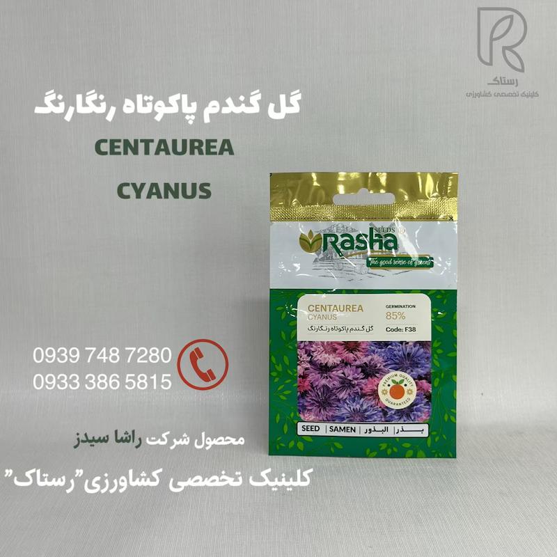گل‌گندم پاکوتاه رنگارنگ